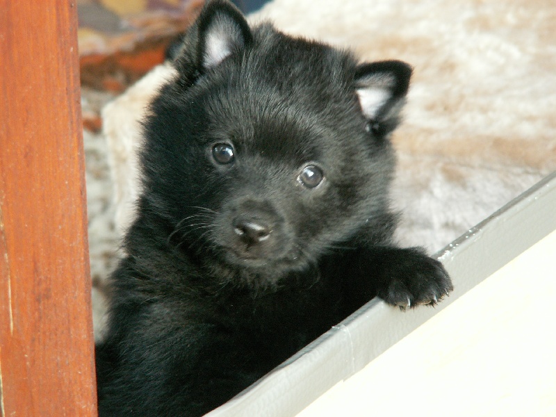 du clos de la prère - Schipperke - Portée née le 19/04/2009